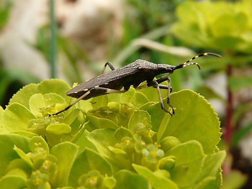 Dicranocephalus agilis